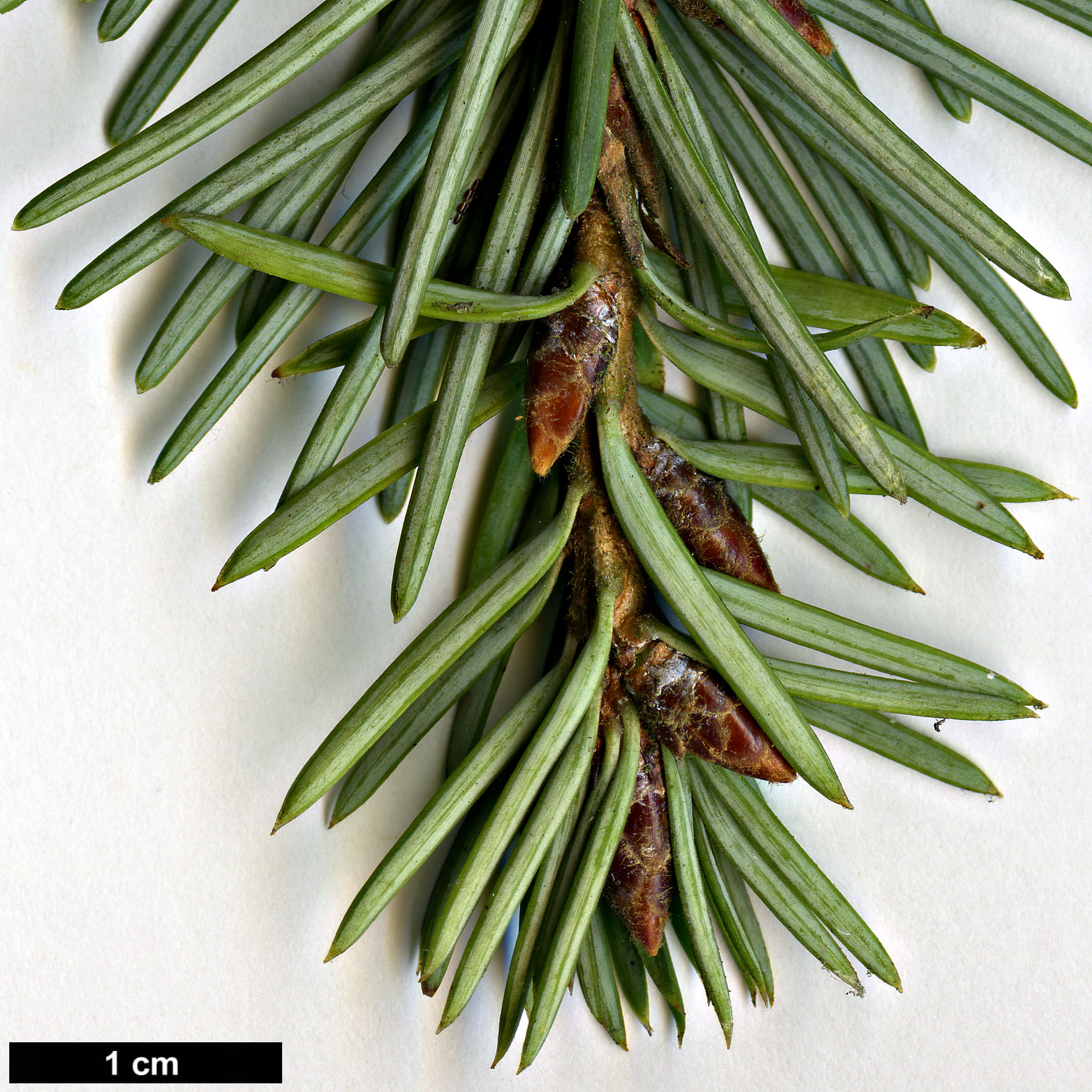 High resolution image: Family: Pinaceae - Genus: Pseudotsuga - Taxon: menziesii - SpeciesSub: var. glauca